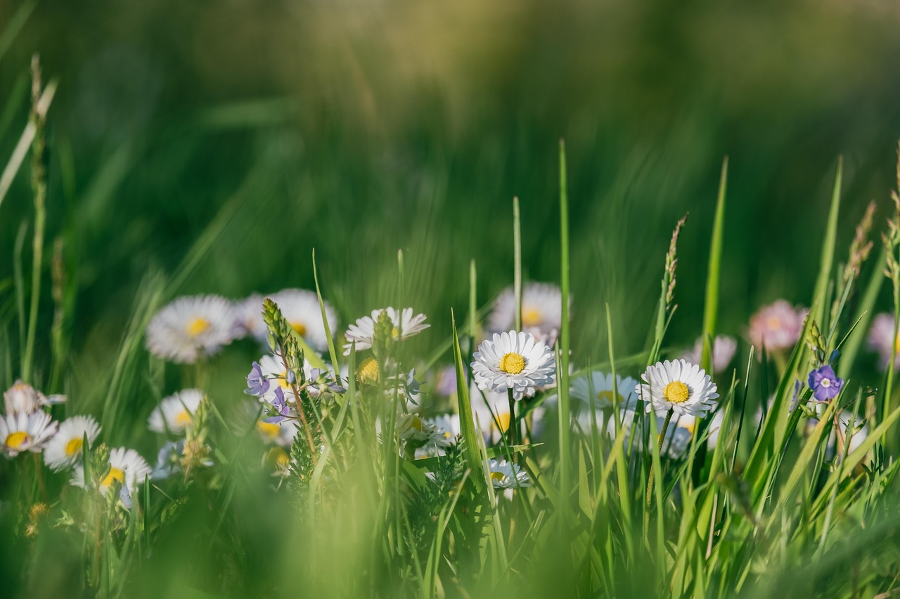 white daisies field nature no people